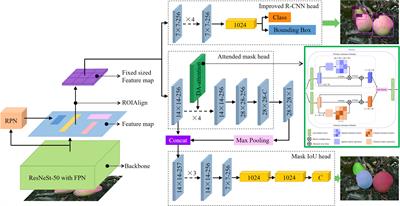 Apple detection and instance segmentation in natural environments using an improved Mask Scoring R-CNN Model